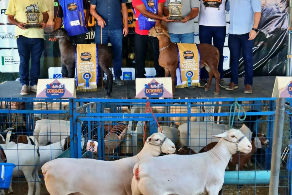 Plano Extra: Pets - A Vida Secreta dos Bichos | CRÍTICA, image size:1200x800