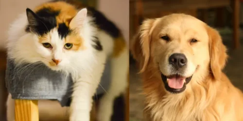 Gato e cachorro