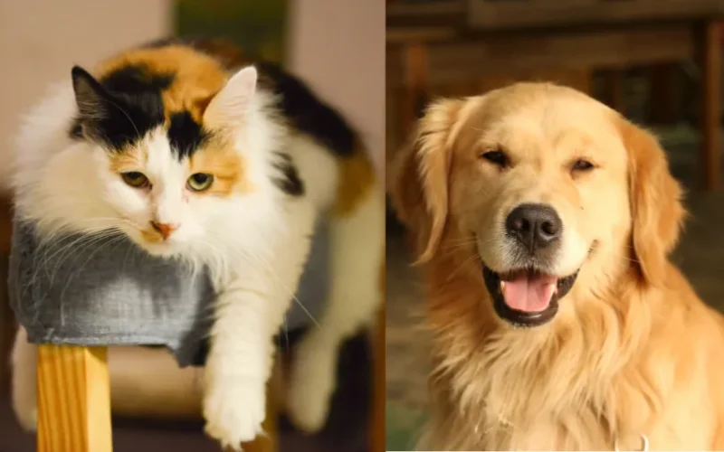 Gato e cachorro