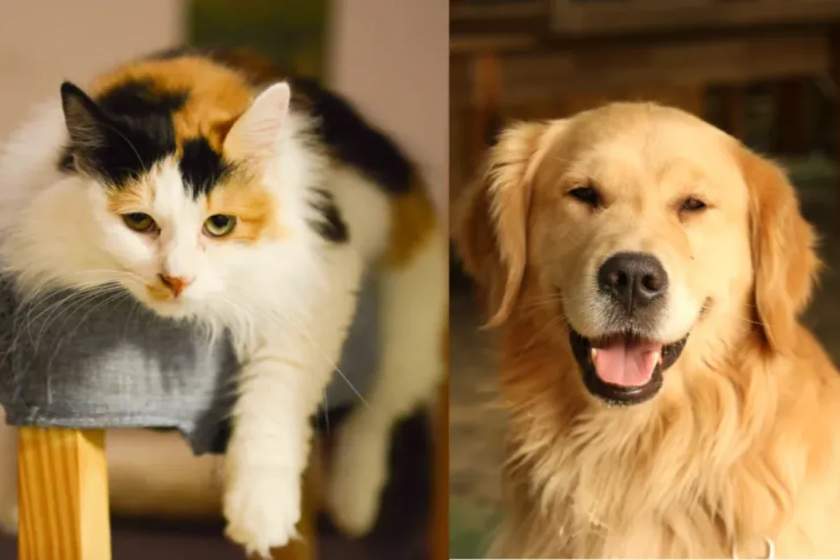 Gato e cachorro