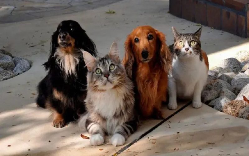 animais-de-estimacao-vao-ter-carteira-de-identidade-681x451-1735295945
