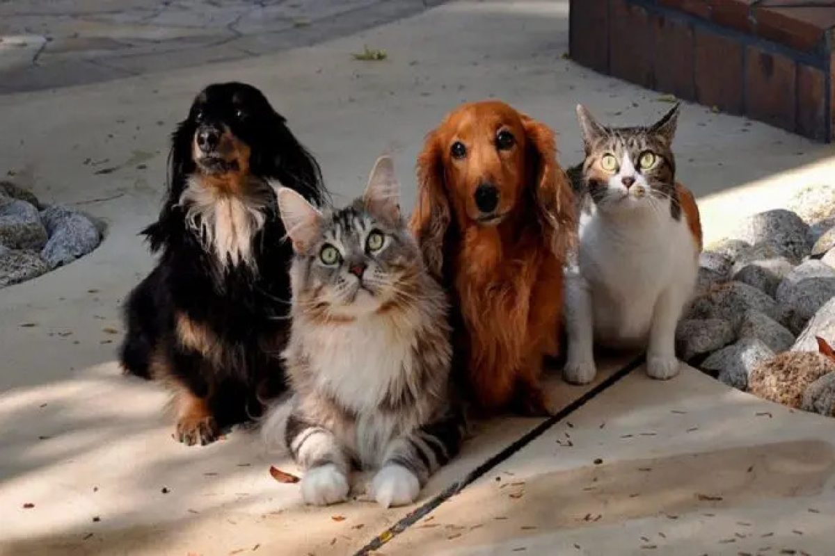 animais-de-estimacao-vao-ter-carteira-de-identidade-681x451-1735295945