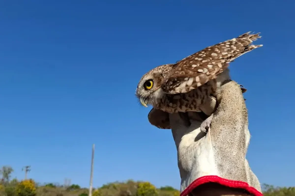 animais-resgatados-soltos-cetas1