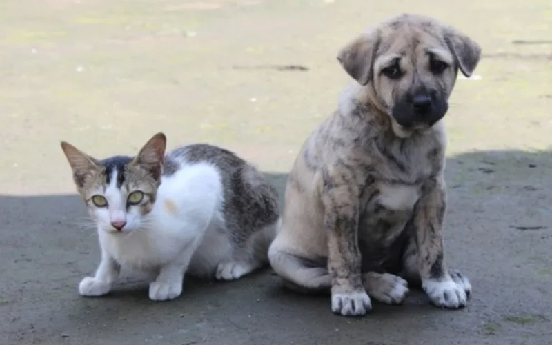 brumadinho-realiza-castracoes-gratuitas-para-caes-e-gatos-65e1a7f95a1b5-1