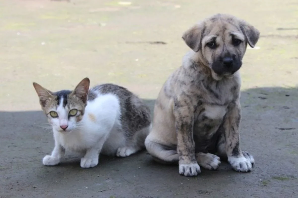 brumadinho-realiza-castracoes-gratuitas-para-caes-e-gatos-65e1a7f95a1b5-1