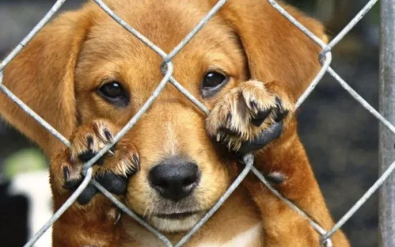 cachorro--7d8b114d56167250