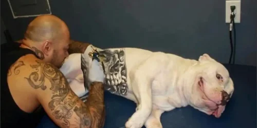 cachorro-tatuado02-1750865772