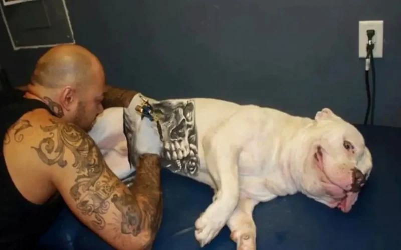 cachorro-tatuado02-1750865772