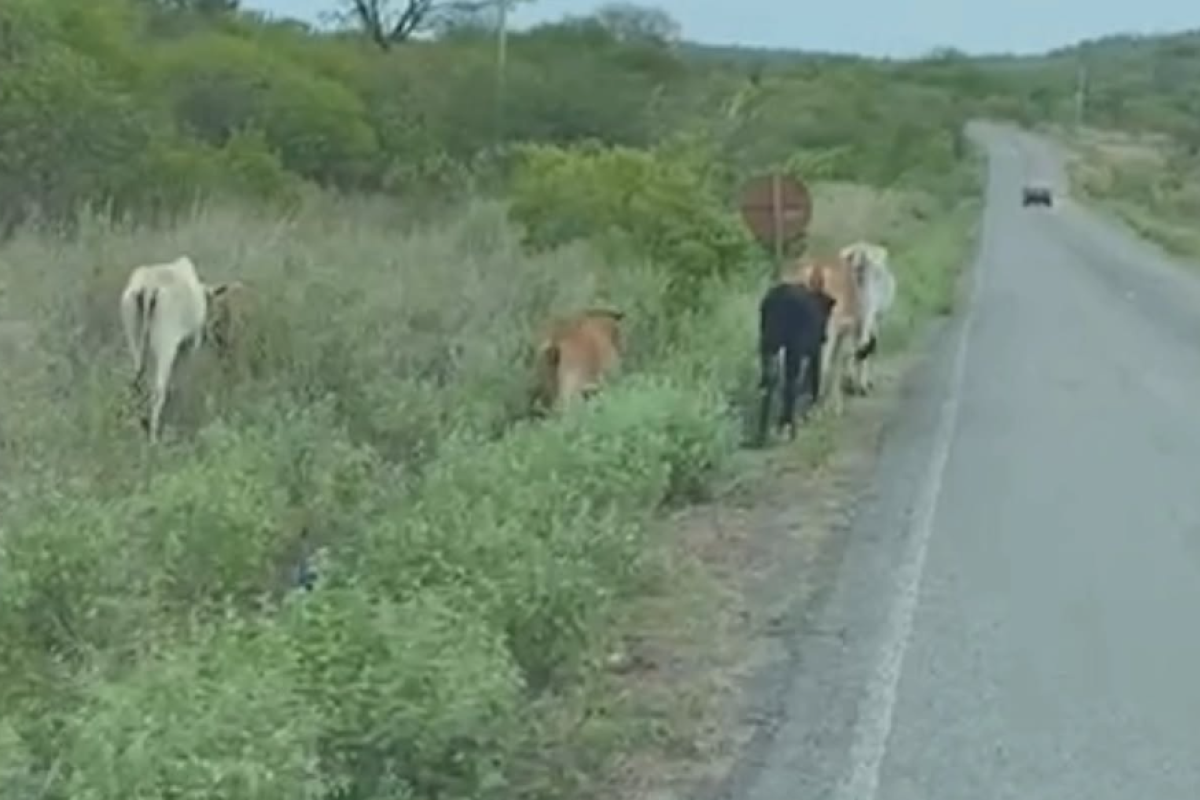 captura-de-tela-2026-01-28-072939-1769596071