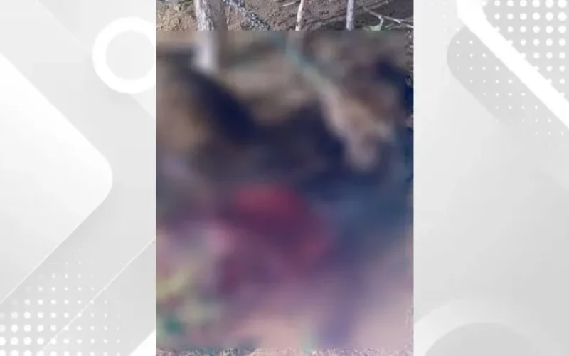 cavalo-encontrado-morto-em-cristalandia--c6f8e8cccc3c64a6