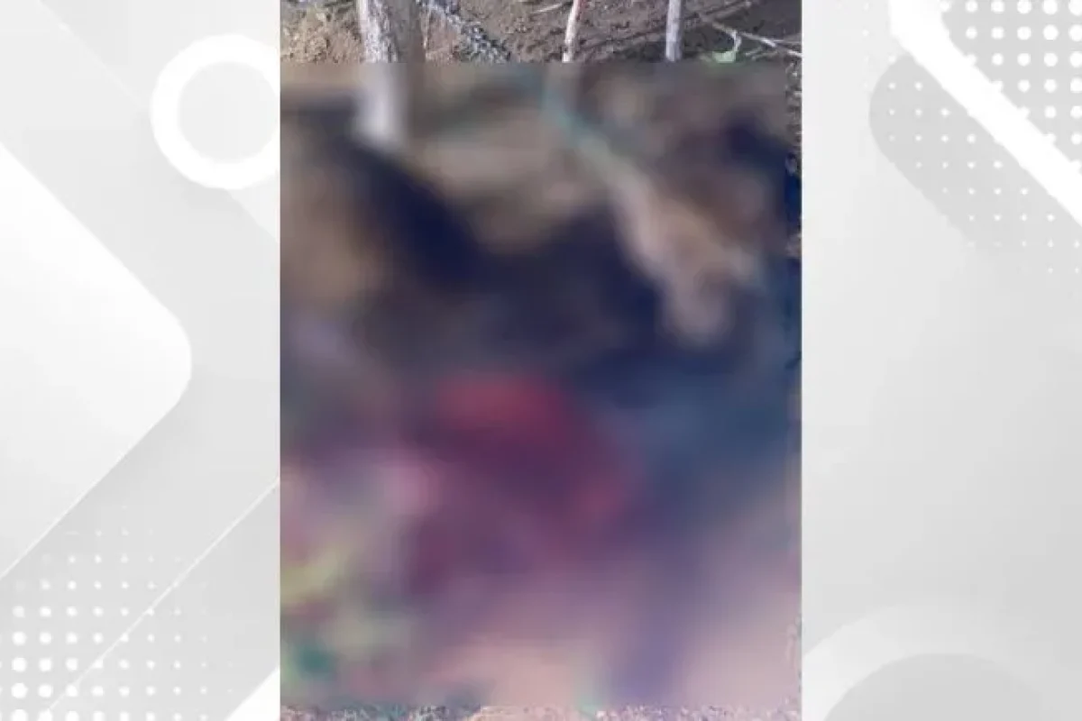 cavalo-encontrado-morto-em-cristalandia--c6f8e8cccc3c64a6