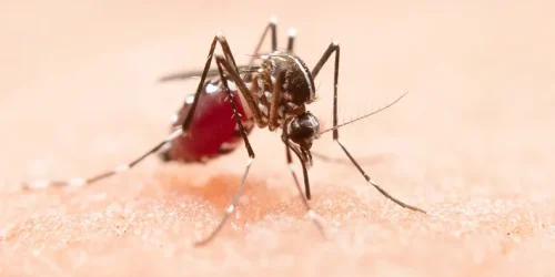 dengue-freepik