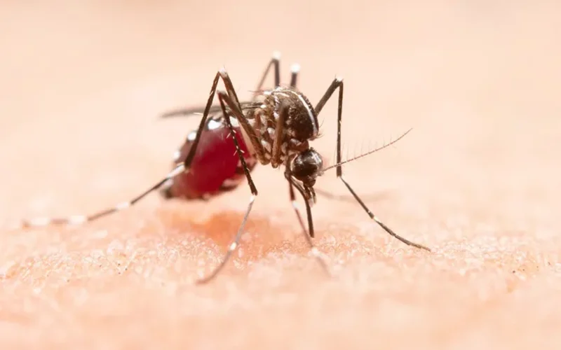 dengue-freepik