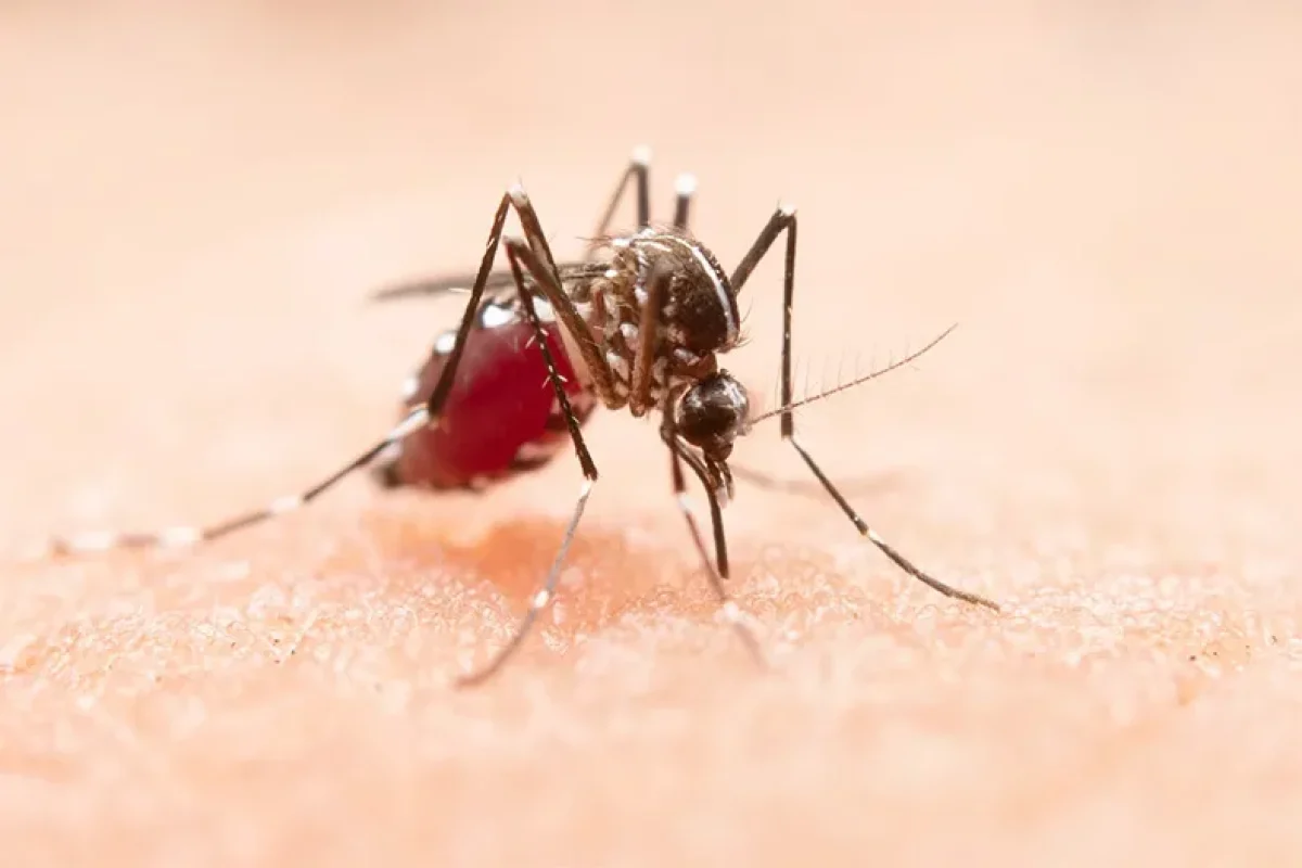 dengue-freepik