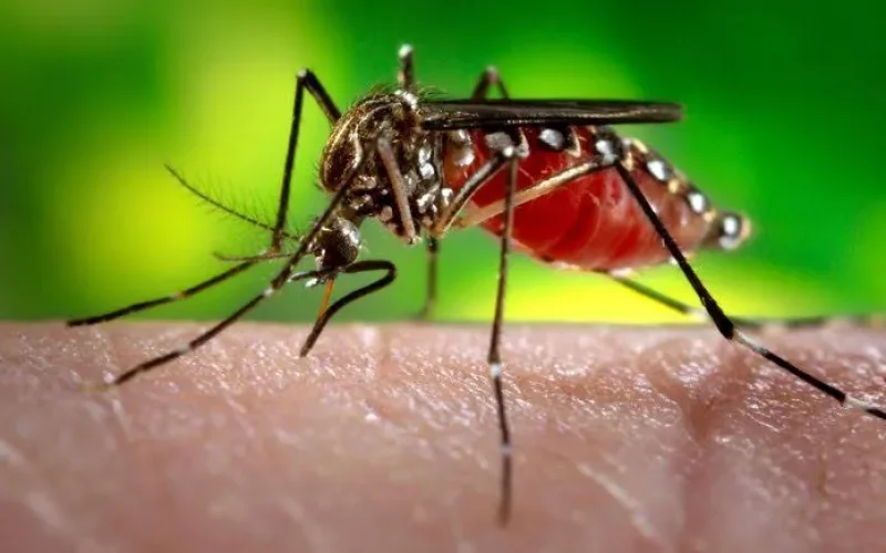 dengue200-1651078834-1712336826
