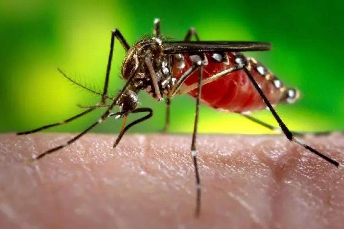 dengue200-1651078834-1712336826