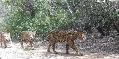inedito-familia-de-oncas-pintadas-sao-flagradas-no-parque-nacional-da-serra-da-capivara-4bee2829-4297-4ad4-96f0-44599452ff55.jpg