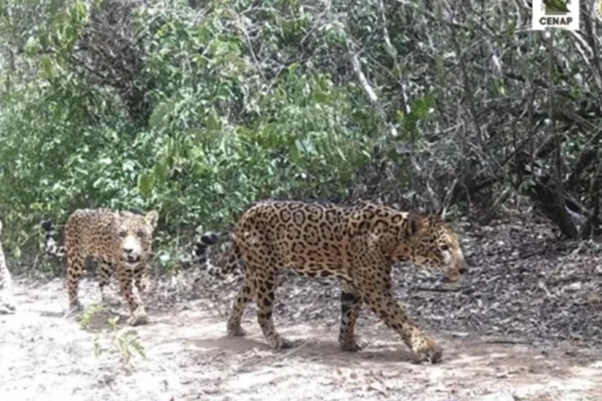 inedito-familia-de-oncas-pintadas-sao-flagradas-no-parque-nacional-da-serra-da-capivara-4bee2829-4297-4ad4-96f0-44599452ff55.jpg
