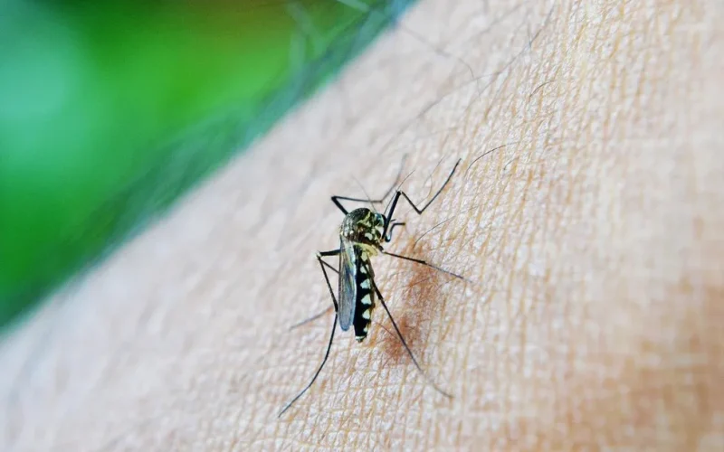 mosquito-213805-1280