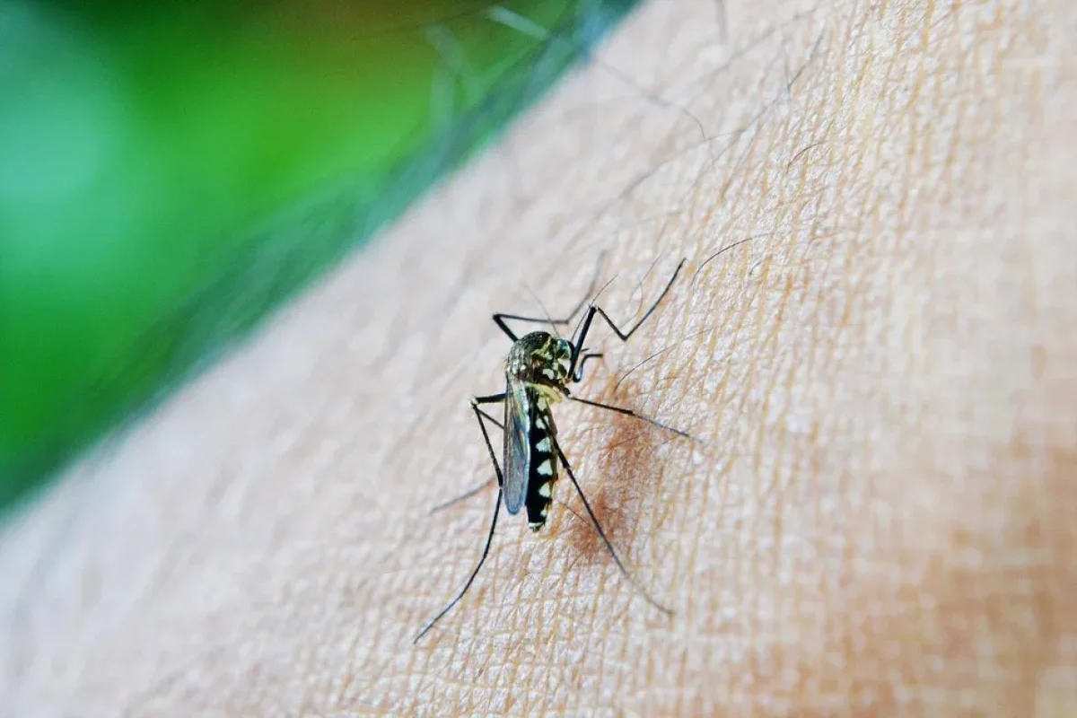 mosquito-213805-1280