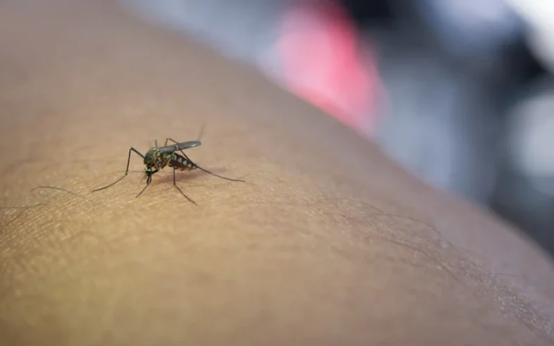dengue