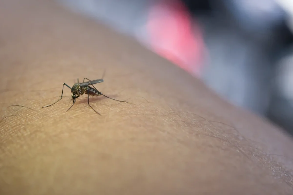 dengue
