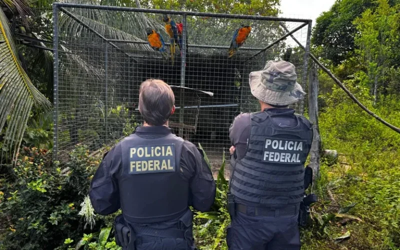 pf-mira-organizacao-que-traficava-animais-ameacados-de-extincao-e-cumpre-mandados-no-piaui--3c5993b404b4c66f