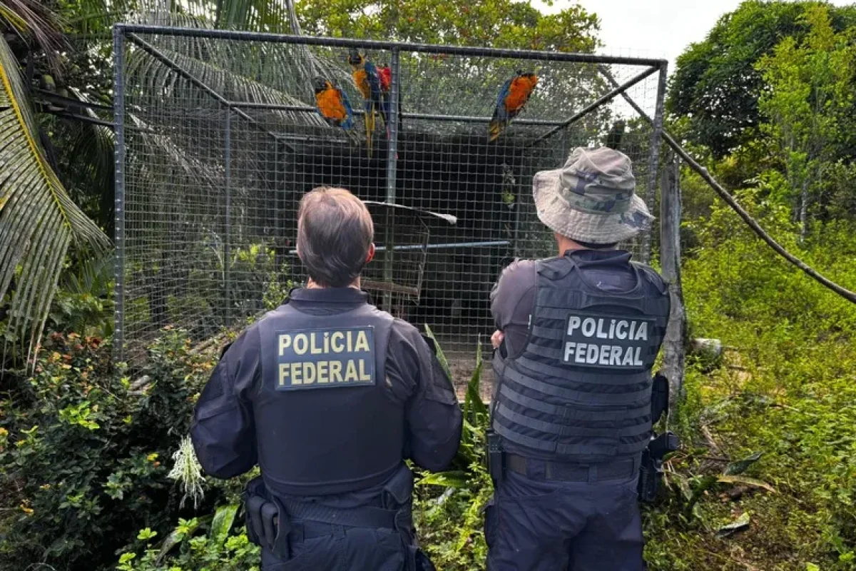 pf-mira-organizacao-que-traficava-animais-ameacados-de-extincao-e-cumpre-mandados-no-piaui--3c5993b404b4c66f