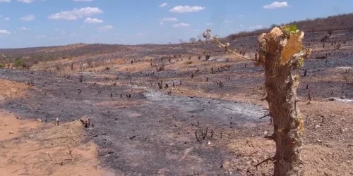 piaui-tem-quatro-municipios-com-maior-aumento-de-desmatamento-na-caatinga-6ddab8bd-8b78-4bd7-958b-bafd8fd57455.jpg