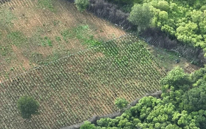 plantacao-maconha-pf2