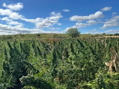 plantacao_de_maconha_2