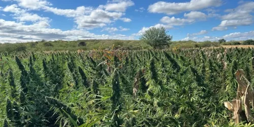 plantacao_de_maconha_2