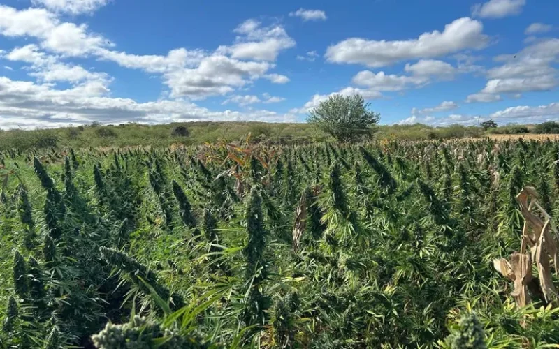 plantacao_de_maconha_2