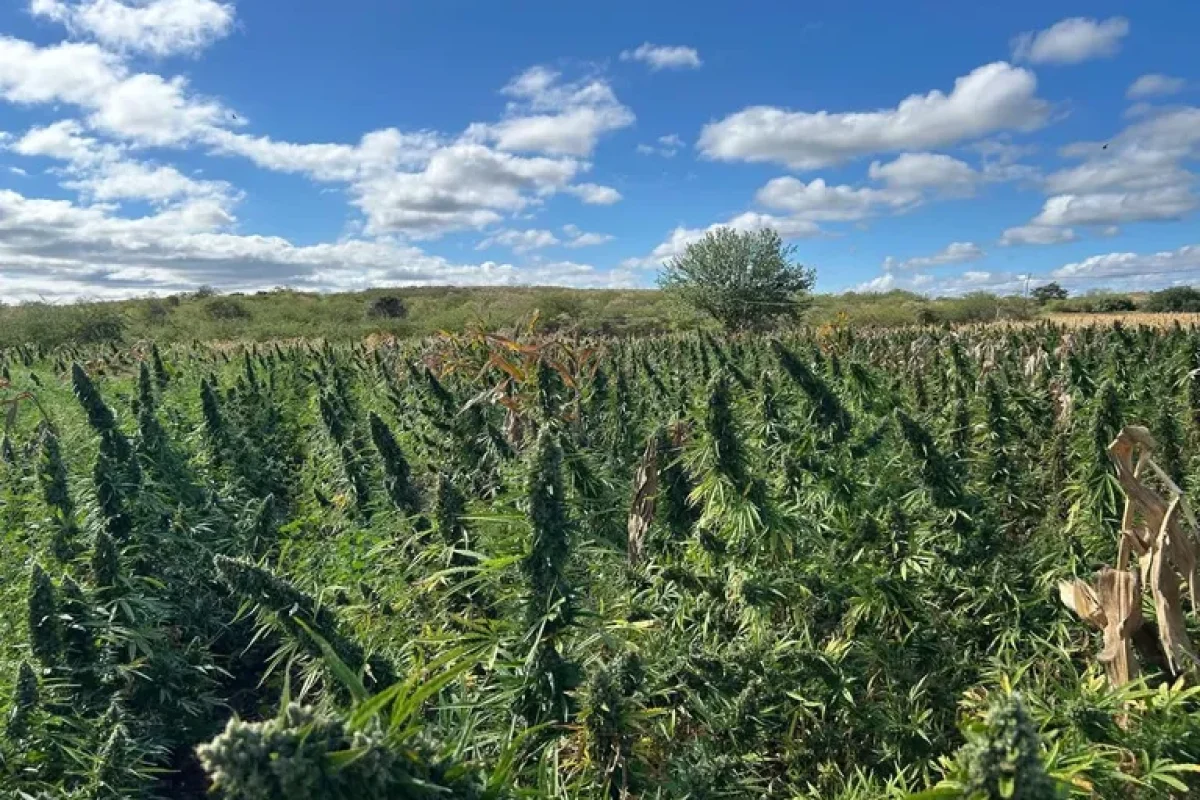 plantacao_de_maconha_2