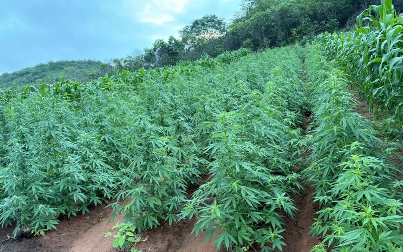 plantacao_maconha_vera_mendes_5