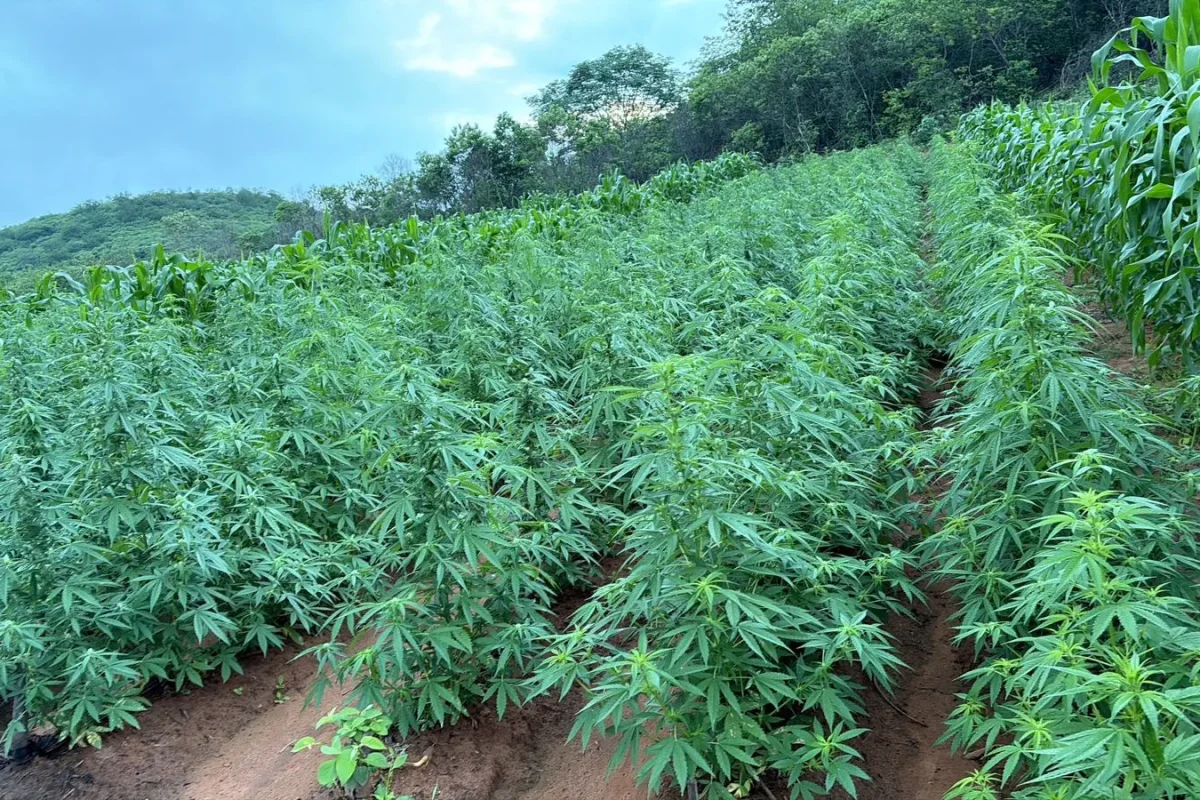 plantacao_maconha_vera_mendes_5