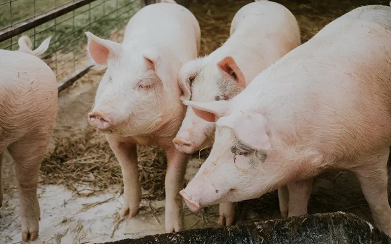 porcos-fazenda-porco-freepik