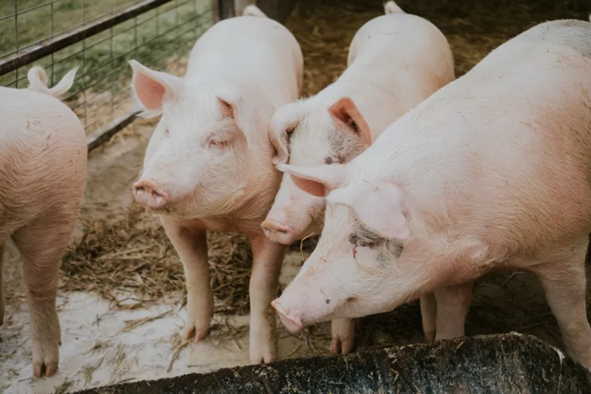 porcos-fazenda-porco-freepik