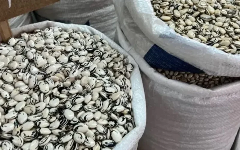 producao-de-fava.jpg.1200x0_q95_crop