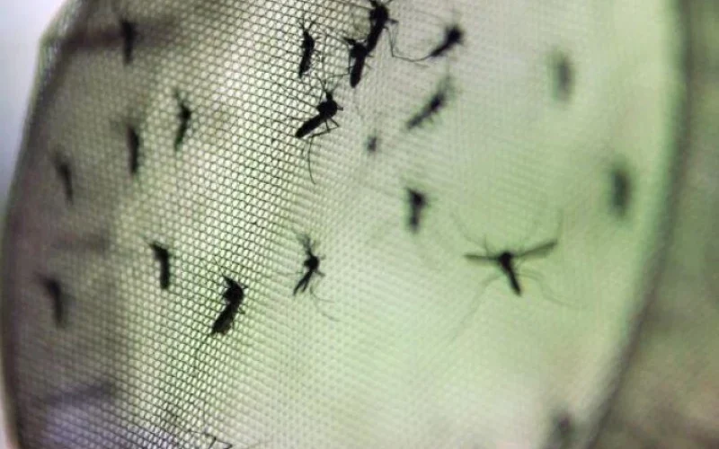 dengue
