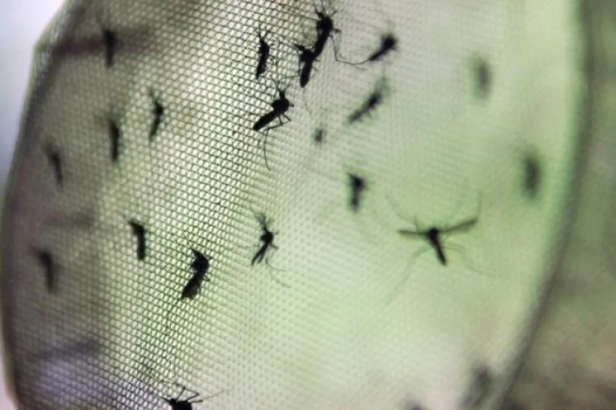 dengue