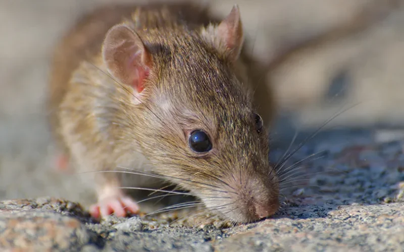 rato_roedor_animal