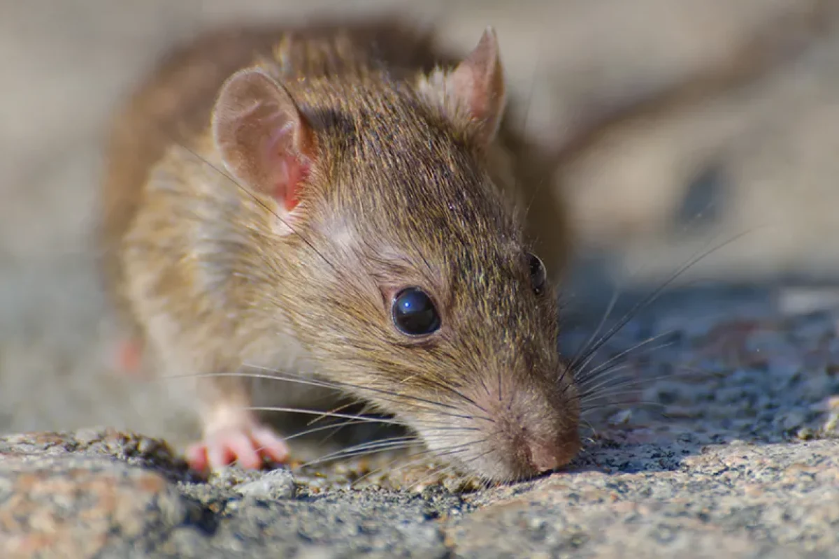 rato_roedor_animal
