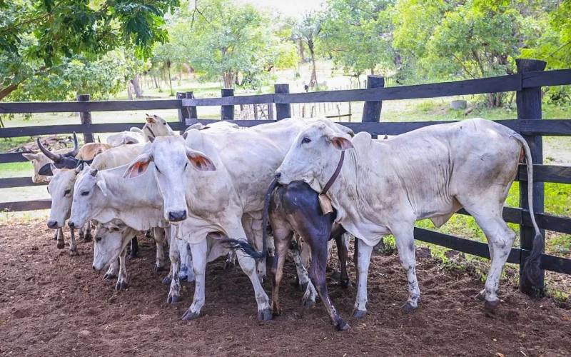 sada-rebanho-bovino-2-1764173620