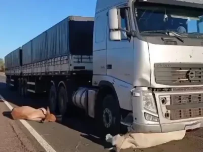 seis-animais-morrem-apos-serem-atropelados-por-carreta--cce27f477b8ce8cb