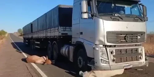 seis-animais-morrem-apos-serem-atropelados-por-carreta--cce27f477b8ce8cb