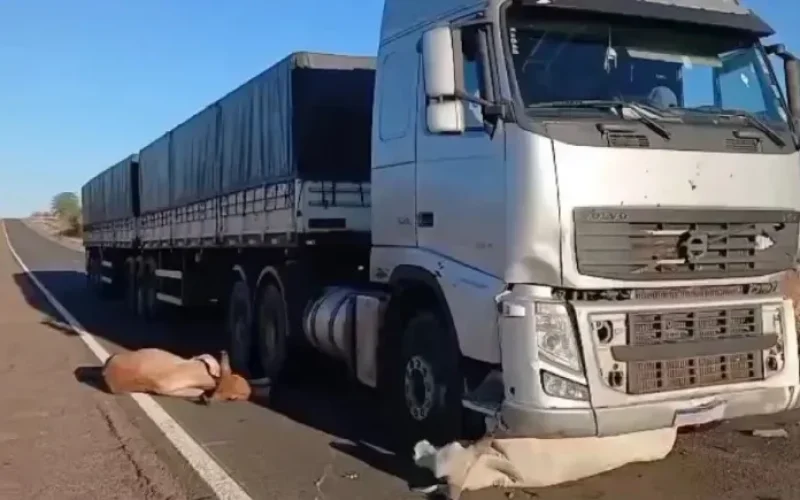 seis-animais-morrem-apos-serem-atropelados-por-carreta--cce27f477b8ce8cb