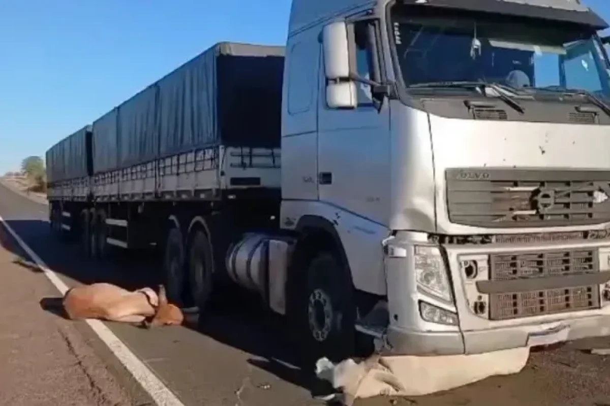 seis-animais-morrem-apos-serem-atropelados-por-carreta--cce27f477b8ce8cb